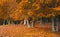 Beautiful Nature Fall landscape, selective focus. Picturesque view of the autumn forest of Deciduous Trees. Old Park in the