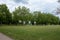 Beautiful nature in finsbury Park. Tall trees with lovely green leafs