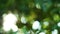 Beautiful nature green bokeh sunshine abstract blurred background, foliage plant leaves shadow swaying in the wind with sunbeam