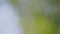 Beautiful nature green bokeh sunshine abstract blurred background. Fresh foliage.