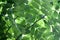 Beautiful nature of Green leaves canopy show pattern and texture