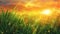 Beautiful nature illustration of realistic green grass under an orange sunrise sky. Fresh herbs thriving in field with