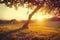 Beautiful nature landscape. Alpine meadow with an old fig tree over sunset. Grass closeup with sunbeams. Nature landscape