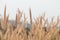 Beautiful nature landscape - Closeup beautiful grass flowers In nature during the day time.