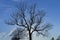 Beautiful nature and landscape photo of tree tops and blue sky