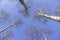 Beautiful nature and landscape photo of tree tops and blue sky.