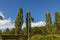 Beautiful nature landscape view.  Swedish flags waving in the wind green forest trees and blue sky with white clouds background