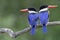 Beautiful nature, pair of black-capped kingfisher, fine blue and black with vivid red beaks birds in sweet