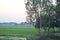 Beautiful  nature  Picture  with paddy field , trees, house and wide sky