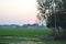 Beautiful  nature  Picture  with paddy field , trees, house and wide sky