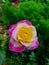 Beautiful nature pink and yellow rose  colourful photography