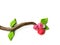 Beautiful nature plasticine clay, colorful dough, beautiful flower with branch