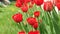 Beautiful nature scene with blooming tulip/Beautiful meadow. Field flowers tulip. Beautiful nature scene with blooming tulip