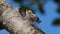 Beautiful nature scene macro cicada. Cicada insect stick on tree in tropical rain forest.