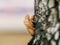 Beautiful nature scene macro cicada molting. Showing of eyes and wing detail.Cicada in the wildlife nature habitat using as