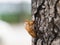 Beautiful nature scene macro cicada molting. Showing of eyes and wing detail.Cicada in the wildlife nature habitat using as