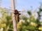 Beautiful nature scene with macro picture of dragonfly on nature habitat.Insects concept