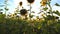 Beautiful nature scene of meadow with blooming sunflowers. Bright summer sun shining through plants stems at background