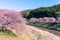 Beautiful nature scenery of cherry blossom