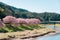 Beautiful nature scenery of cherry blossom `Kawazu Sakura`