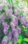 Beautiful Nature sri lankan white and purple mix flowers