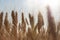 Beautiful nature sunset landscape. Ears of golden wheat close up. Rural scene under sunlight. Summer background of ripening ears o