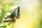 Beautiful nature view of butterfly background