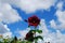 beautiful nature view flowers garden color purity sky