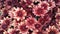 Beautiful Nature Wallpaper of red chrysanthemum flowers