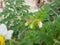 beautiful naturel white flowers, Solanum sisymbriifolium plant flowers, litchi tomato plant.