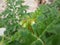 beautiful naturel white flowers, Solanum sisymbriifolium plant flowers, litchi tomato plant.