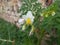 beautiful naturel white flowers, Solanum sisymbriifolium plant flowers, litchi tomato plant.