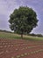 This is a beautiful neem /azadirachta tree