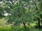 This is a beautiful neem tree