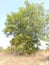 This is a beautiful neem tree/azadiracht