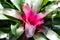 Beautiful `Neoregelia` pink and green color at a botanical garden.