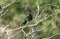 Beautiful neotropic bird Yellow-legged Thrush Platycichla flavipes perched in the rainforest