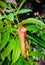 Beautiful nepenthes