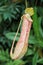 Beautiful nepenthes carnivorous plant.