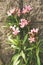 Beautiful nerium oleander pink flowers