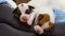 Beautiful new born jack russel terrier puppies, sleep sweetly in a downy bed. Blur background and a small depth of field.