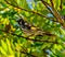 Beautiful New Holland honeyeater bird