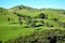 Beautiful New Zealand landscape with green hills, cabbage palms and manuka trees