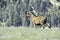 Beautiful New Zealand. Queenstown wild goat.