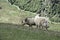 Beautiful New Zealand. Queenstown wild goats.