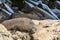 A beautiful New Zealand seal in the sun near the Admirals Arch, Kangaroo Island, Southern Australia