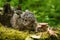 Beautiful newborn baby rabbit among fallen leaves and mushrooms