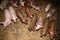 Beautiful newborn piglets growing up in the barn