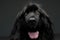 Beautiful Newfoundland dog portrait  in a dark photo studio