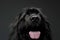 Beautiful Newfoundland dog portrait  in a dark photo studio